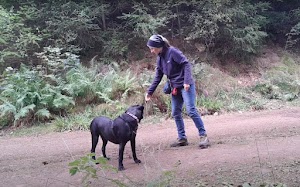 Black Velvet Canine Coaching place picture