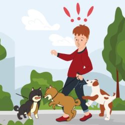 Reactivity & aggression training